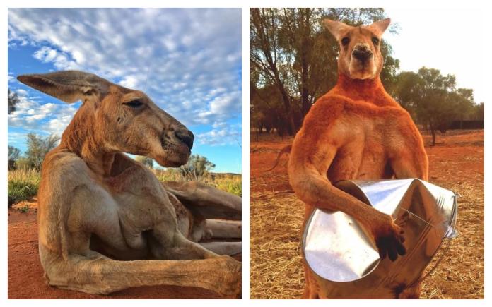 ▲澳洲肌肉網紅袋鼠 Roger 過世，全球網友齊表哀悼。（圖／翻攝自 The Kangaroo Sanctuary Alice Springs 臉書）