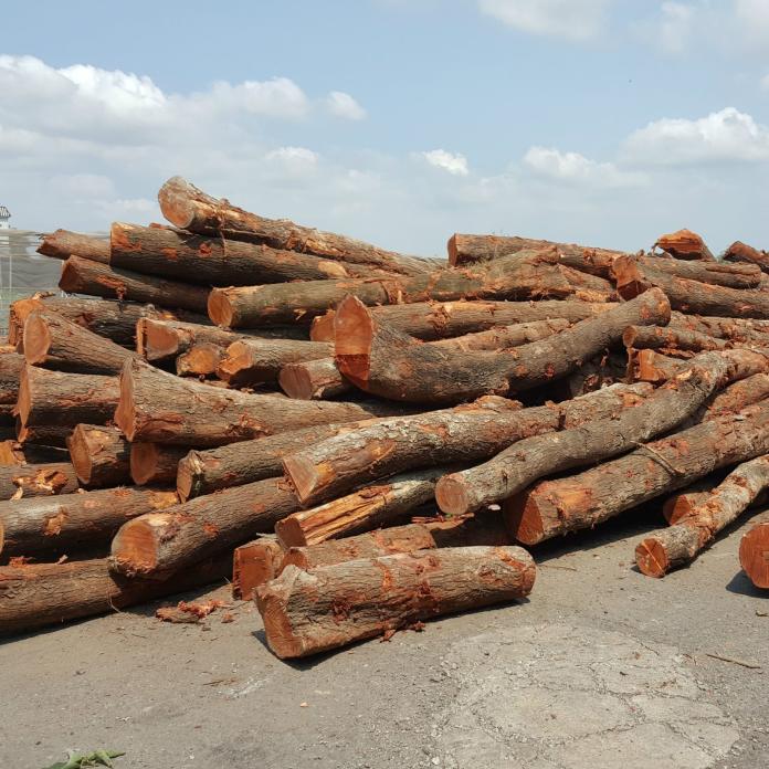 推木材網媒合產銷　林務局：新版造林計畫明年出爐
