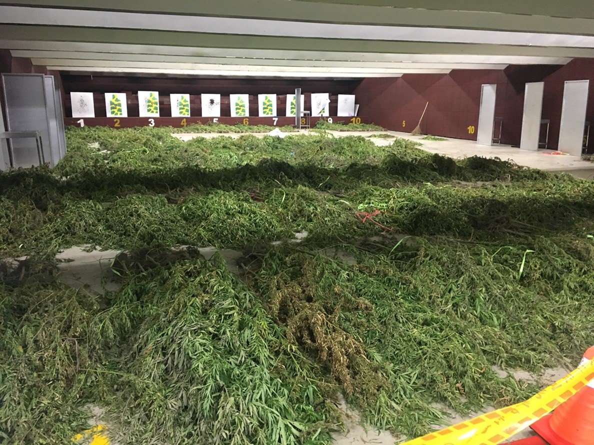 ▲台東地檢日前破獲土地面積超過１甲的大麻園。（圖／記者鄭志宏翻攝）