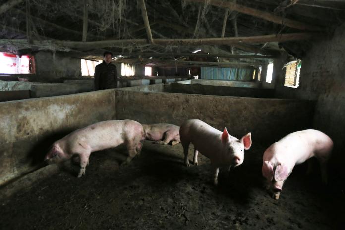 中國大陸非洲豬瘟疫情持續蔓延，青海西寧市、四川巴中市的2個養豬場爆發非洲豬瘟，共65隻生豬發病，33隻死亡。（圖／美聯社／達志影像）
