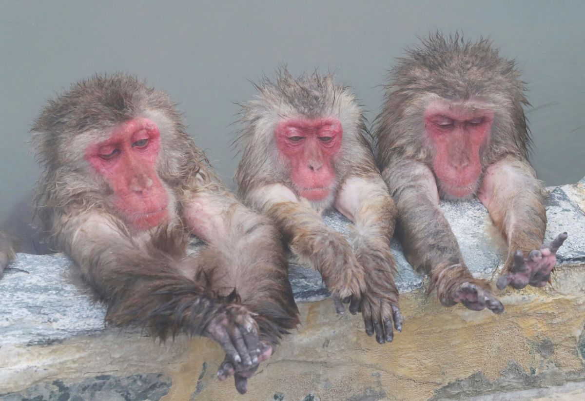 北海道函館市的市立熱帶植物園，每年冬天的獼猴泡湯，吸引許多遊客到此一遊。（圖／美聯社／達志影像）