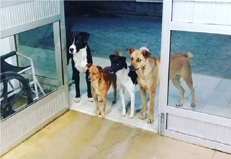 ▲放大後看出來狗狗們真的很擔心。(圖 / 翻攝自Cris Mamprim 臉書)