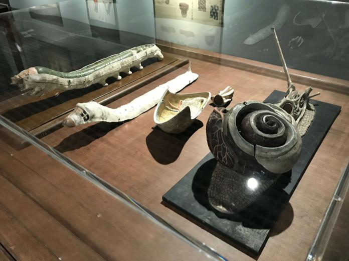 出自島津製作所的家蠶模型教具，目前收藏於京都大學綜合博物館。（圖／記者許維寧攝）