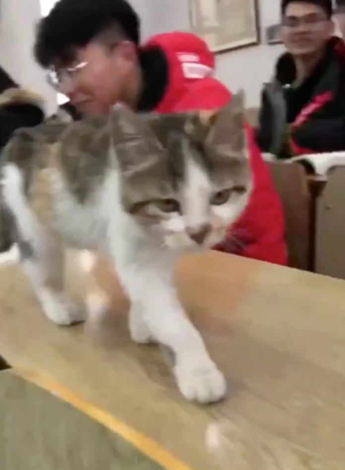 南京醫科大學一隻小貓化身老師，在課堂上巡視。（圖／翻攝網路）