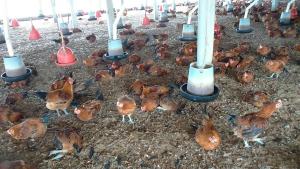 ▲鹿港鎮1土雞場確診為H5N2亞型高病原性禽流感，進行撲殺清場消毒工作，18日起也針對疫情場方圓一公里內十多處，養雞、養鴨場強化消毒並進行監測。（圖／記者陳雅芳攝，2018.12.17）