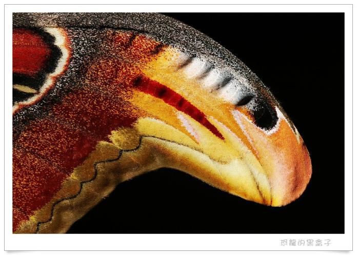 ▲照片中的蛇頭其實是皇蛾的前翅圖案。（圖 / 翻攝自痞客幫）