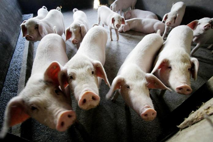 非洲豬瘟蔓延廣東　珠海一屠宰場11豬染病亡
