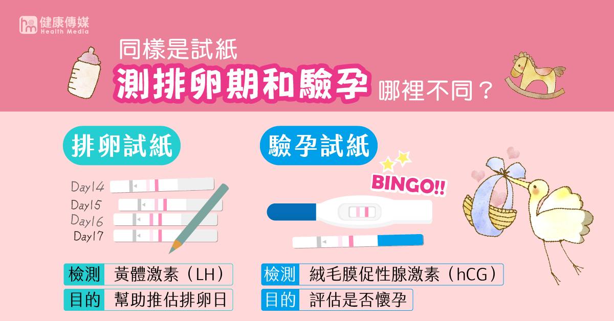 ▲排卵試紙和驗孕試紙所檢測的激素及目的並不相同，兩者不可混用或誤用。（圖／健康傳媒製作）