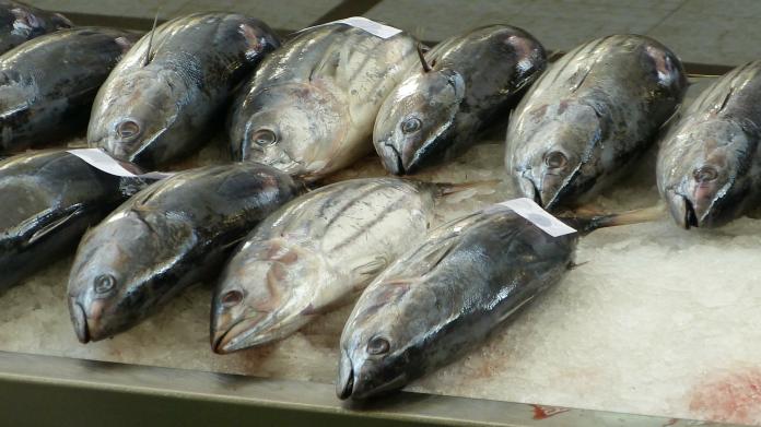 近畿大學花費32年時間達成黑鮪魚完全養殖，連國人熟知的箱型養殖技術都是出自近畿大學研究團隊之手。（圖／pixabay）