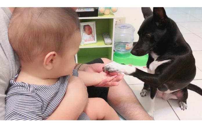 ▲王小姐在臉書社團 PO 出自家小孩和狗狗相處溫馨的照片。(圖 / 翻攝自臉書社團「米克斯傳奇」)