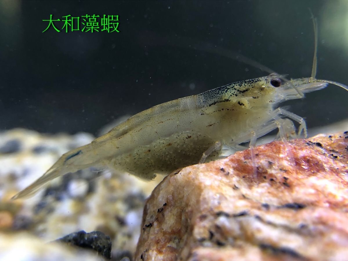 ▲大和藻蝦。（圖／金門農工提供, 2018.12.24）