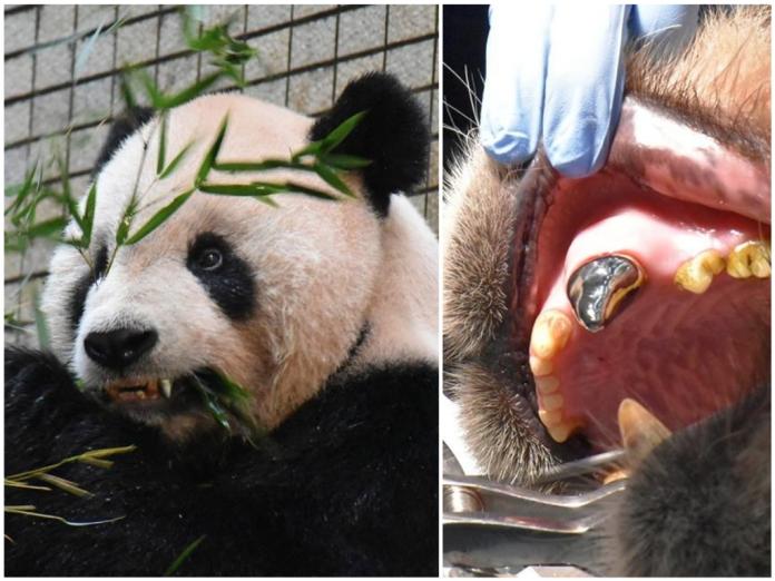 全球首例！熊貓團團戴「牙套」　露出閃亮小銀牙
