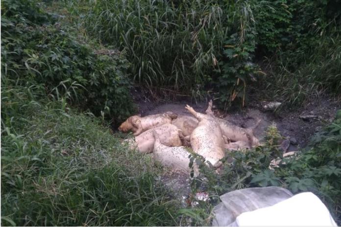 花蓮疑似出現死亡的豬隻被棄置河邊。（圖／取自爆料公社）