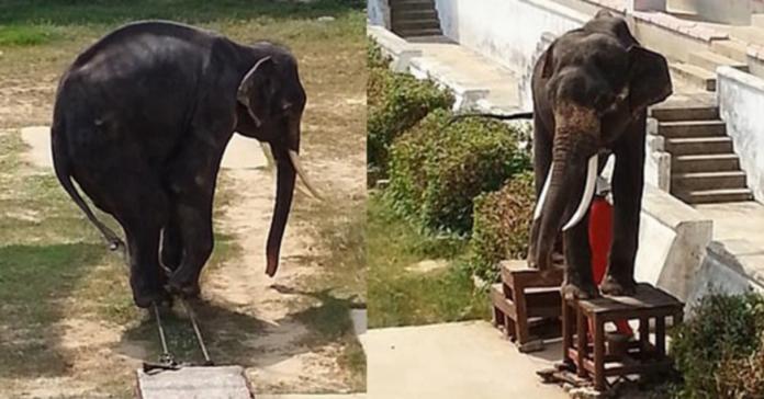 大象悲歌！泰動物園骨瘦如柴大象　被迫表演特技　

