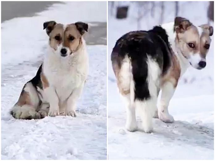 ▲俄羅斯版「忠犬小八」苦等6個月，寒冬中也不放棄。(圖 / 翻攝自每日郵報)