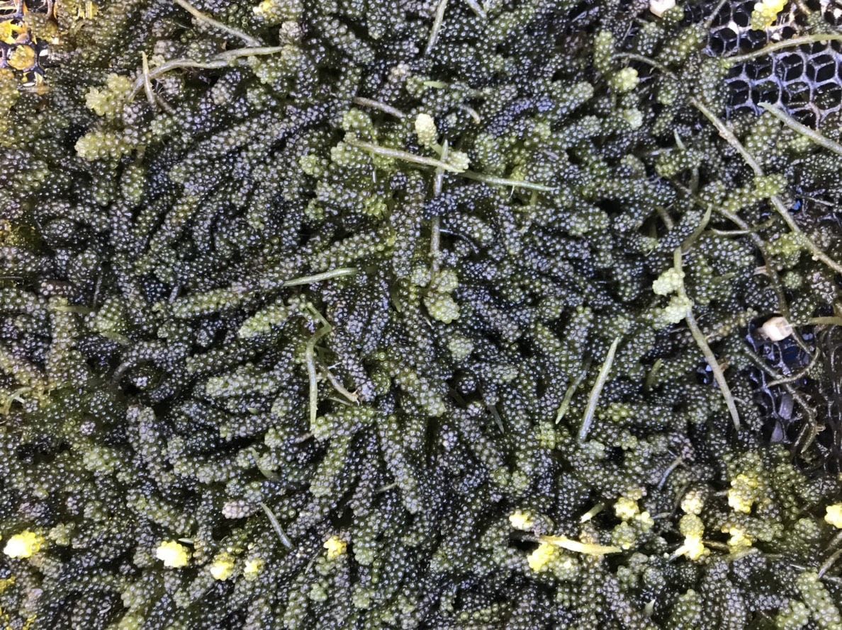 ▲澎湖水產種苗繁殖場的海葡萄戶外量產技術獲致重大進展(圖/水產種苗繁殖場提供)