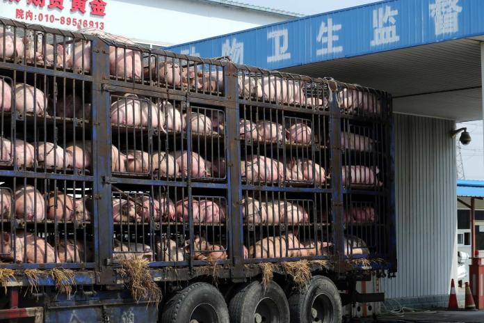 天津豬飼料驗出含非洲豬瘟病毒　產品竟有出口至台灣！
