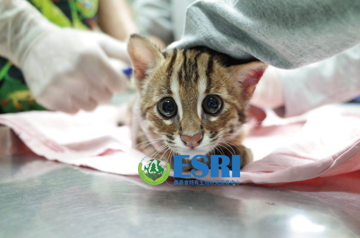 石虎（圖／取自農委會特生研究中心）