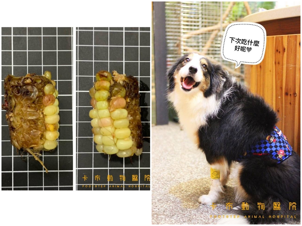 ▲狗無敵( Woody )日前誤食含梗的玉米塊，只好動手術取出。(圖 / 卡布動物醫院授權使用)