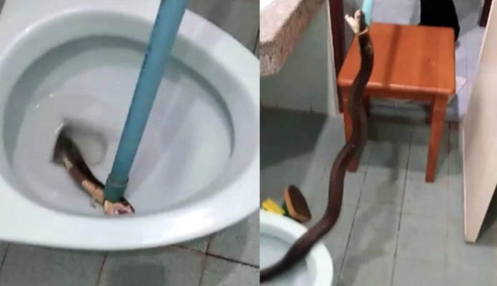 泰國甲米府一對50多歲的夫婦家中，馬桶裡藏了一條長達1.5公尺的眼鏡蛇，這已經是今年以來，他們在自家馬桶抓到的第3條蛇。（圖 ／翻攝網路）