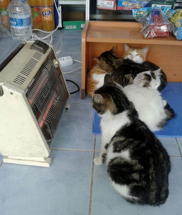 貓咪們每天都在店裡享受熱呼呼的暖氣，以及Selçuk Bayal的愛。