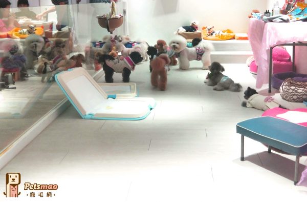 狗狗幼稚園提供了忙碌的毛爸媽們一個安心托嬰的場所。