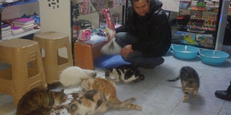 土耳其老闆收留浪貓在店裡過冬　霸氣表示：不喜歡貓不要來買！　
