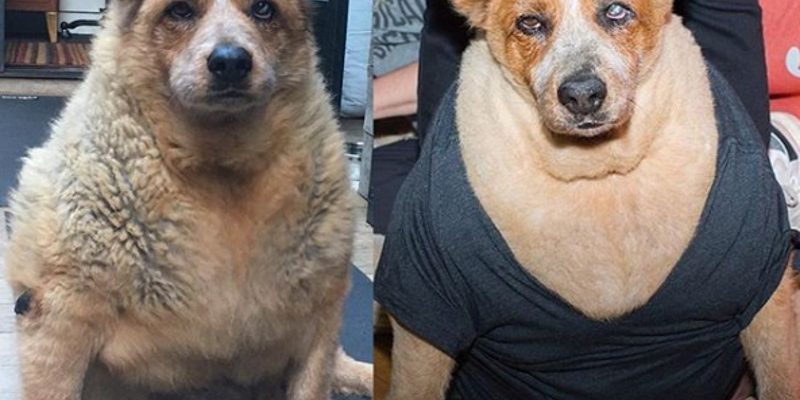 流浪狗胖到離譜53公斤　女星超有愛決定領養幫牠減肥！
