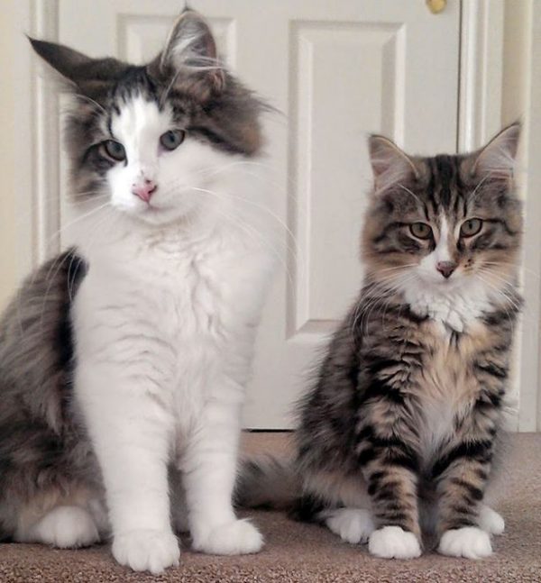 克萊夫失蹤之前已經是二歲的成貓，但非常苗條，和貓姊姊比起來體型偏小。（圖／SWNS）