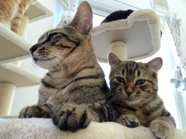 貓咖啡柚之家裡有許多隻可愛的貓咪，有些是店貓，大部份都是待送養的中途貓咪。（圖／FB@yuzunoie）