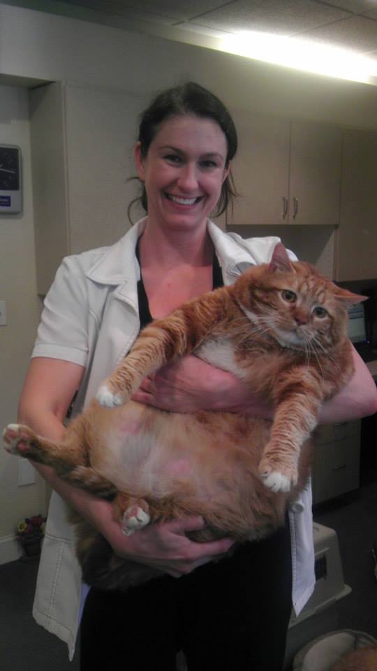 那時的Skinny狀況很不好，胖到幾乎快不能走動。醫院的人都知道，如果再不幫這隻胖小子減肥，牠的健康將很快會亮起紅燈。（圖／FB@I am Skinny the Cat）