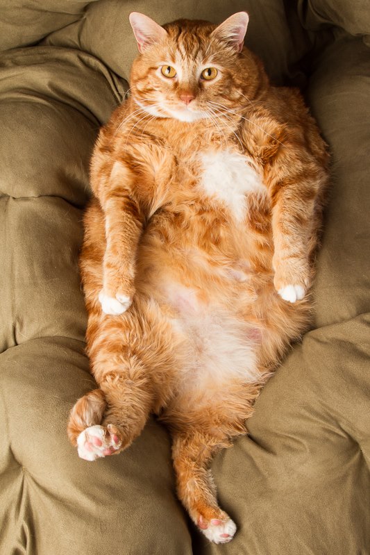 事實上牠在剛被布蘭妮醫師領養時，重達19公斤，超胖身型讓牠一度聲名大噪！（圖／FB@I am Skinny the Cat）