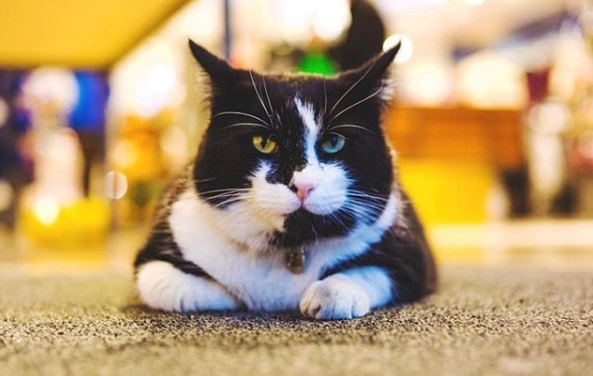 Baktus是冰島小有名氣的貓咪，牠平常都待在主人開的服裝店裡，有時也會到附近店家串串門子，大家都很喜歡牠。（圖／IG@baktusthecat）