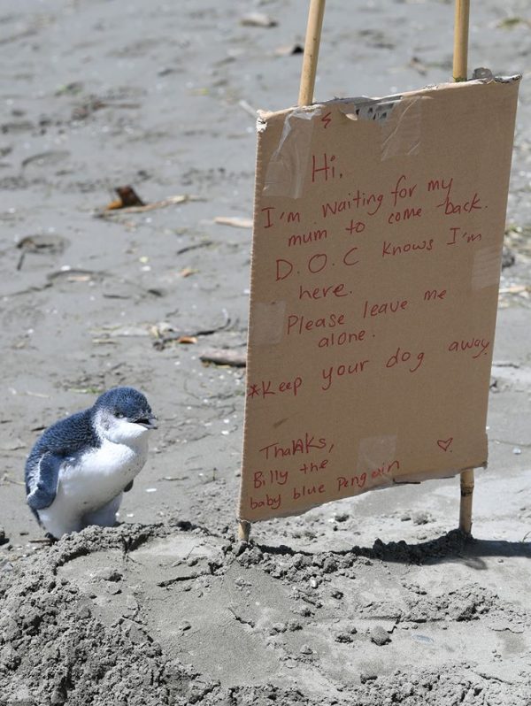 過一會後，當他再度回到海邊時，發現有一對好心的夫妻為企鵝寶寶用紙板寫下一些訊息，希望讓大家不要一直打擾牠！（圖／FB@Jeff Mein Smith）