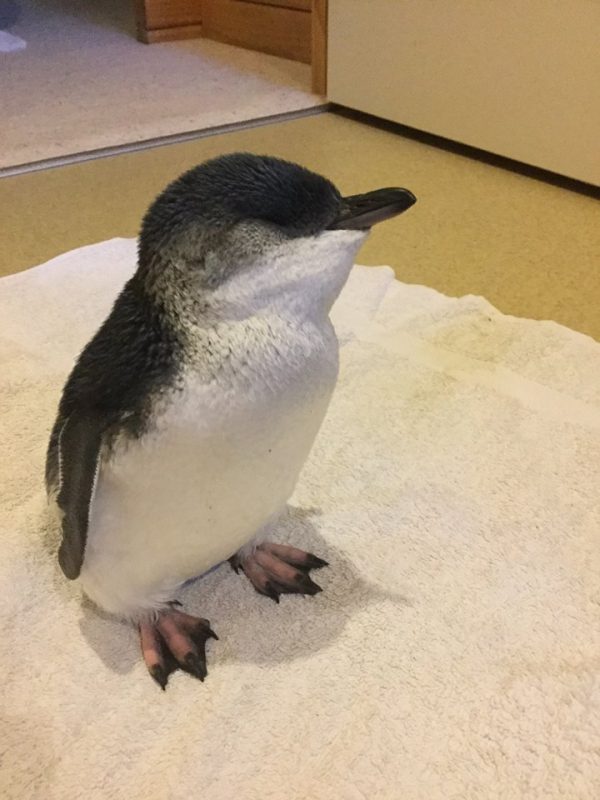 企鵝寶寶被取名為比利，安置到基督城企鵝復育中心。工作人員很快就發現他們的決定是對的，小比利的體重只有500克，比正常小藍企鵝寶寶的體重還要少350克左右。（圖／FB@The Press - www.press.co.nz）