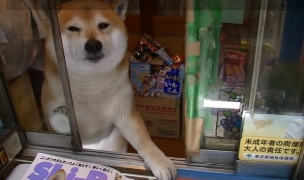 日本東京有隻店犬小柴，只要有客人上門，牠就會推開窗戶迎接。（圖／Youtube截圖）