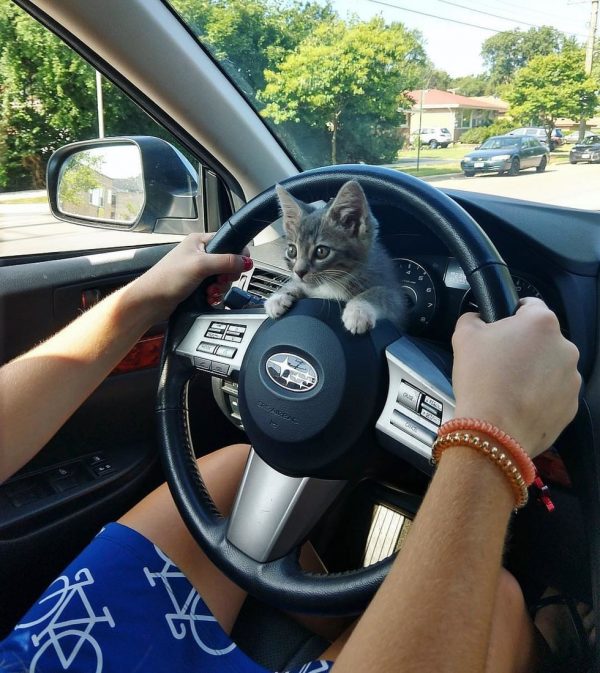 凱莉為小貓取名為Puig。在開車回家的路上Puig似乎很興奮，在車上到處探險。