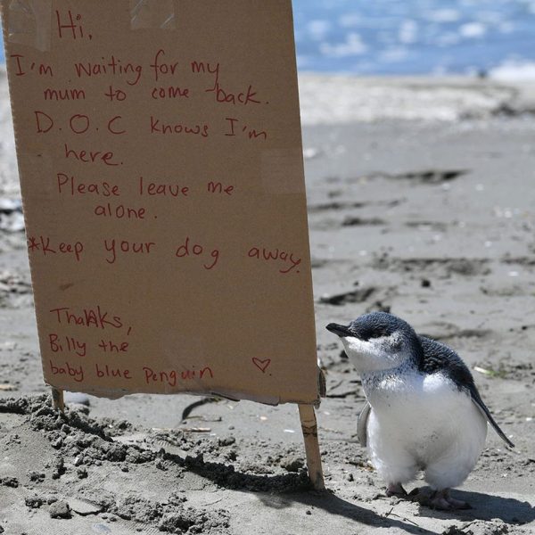 紙板上寫著：「嗨！我在等我馬麻回來，DOC（紐西蘭保育部）知道我在這裡，拜託請不要打擾我，並且讓狗狗離我遠一點。小藍企鵝上。」（圖／FB@Stuff.co.nz）