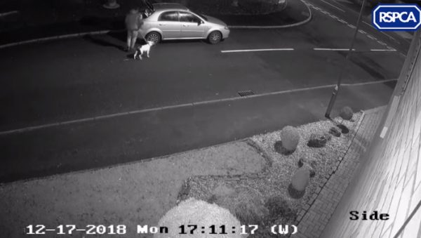 監視器拍下一名男子牽著一隻狗狗下車。
