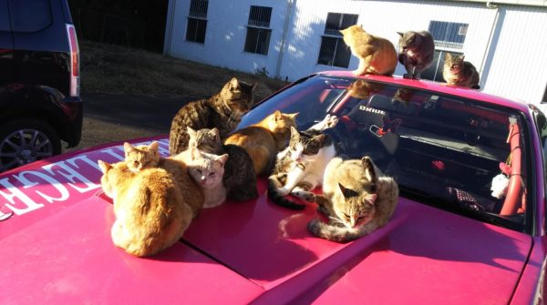 而貓咪似乎也呷好道相報，聚集在他車子上的喵星人越來越多！說來也怪，停車場裡還有其他車子，但貓咪們就獨鍾這台桃紅色車車！