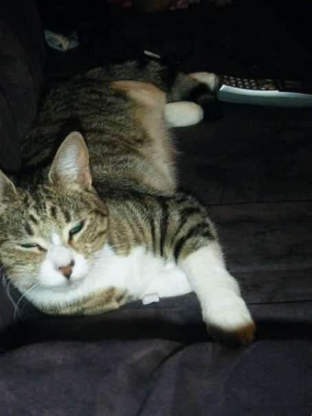 潔德表示，麥斯是他們從街頭收編的貓咪，雖然偷拿人家報紙很不可取，但他們認為麥斯會這樣做很可能是出於想送他們禮物的溫暖心意！