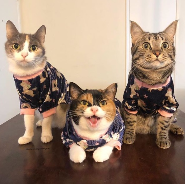 三隻貓咪都有自己的個性，但是相處十分融洽。（圖／instagram＠parkerandlily）