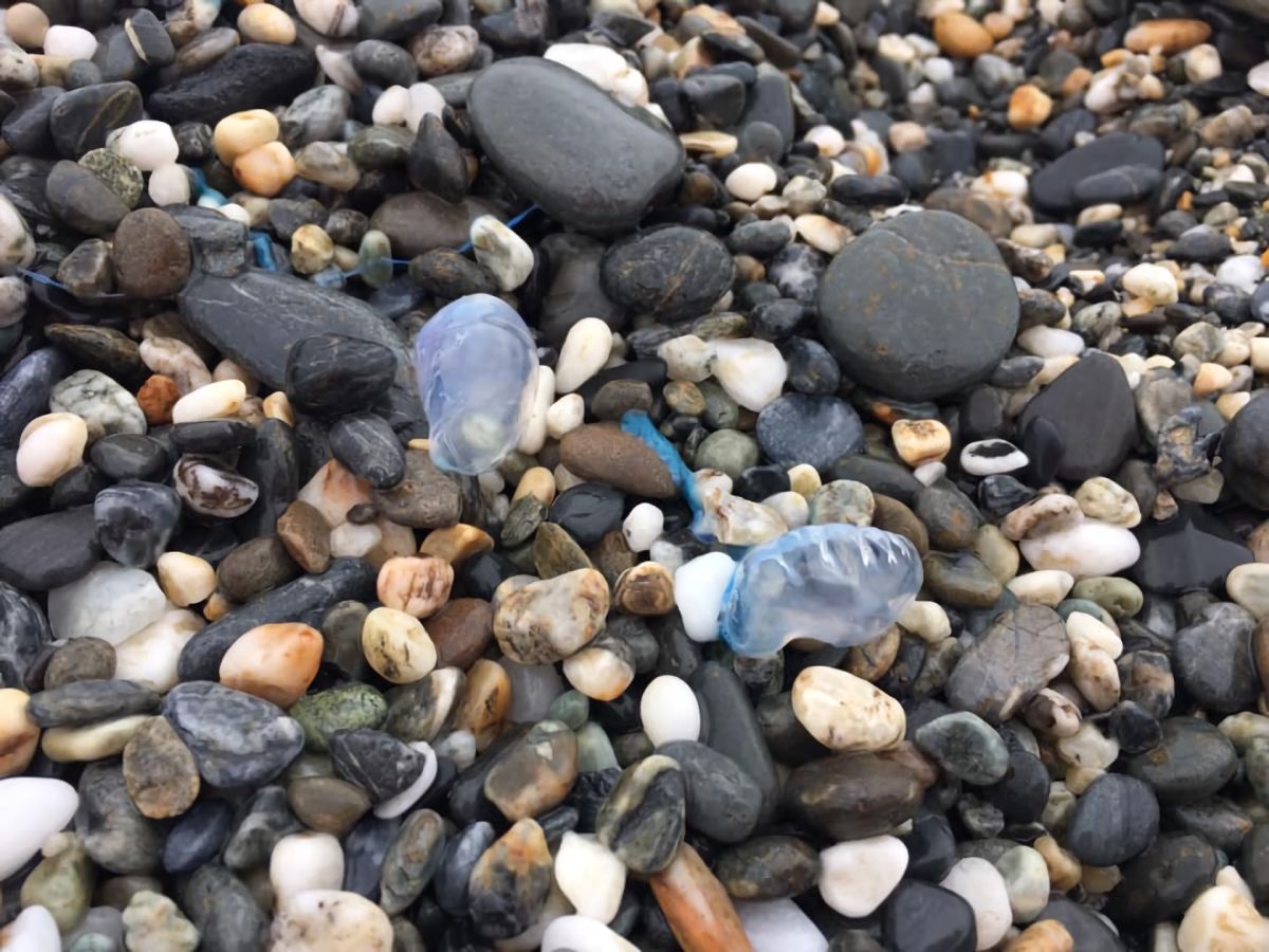 ▲有民眾在花蓮旅遊聖地七星潭驚見「僧帽水母」，他便發文提醒大家「別碰觸」。（圖／翻攝自臉書社團「花蓮人」）