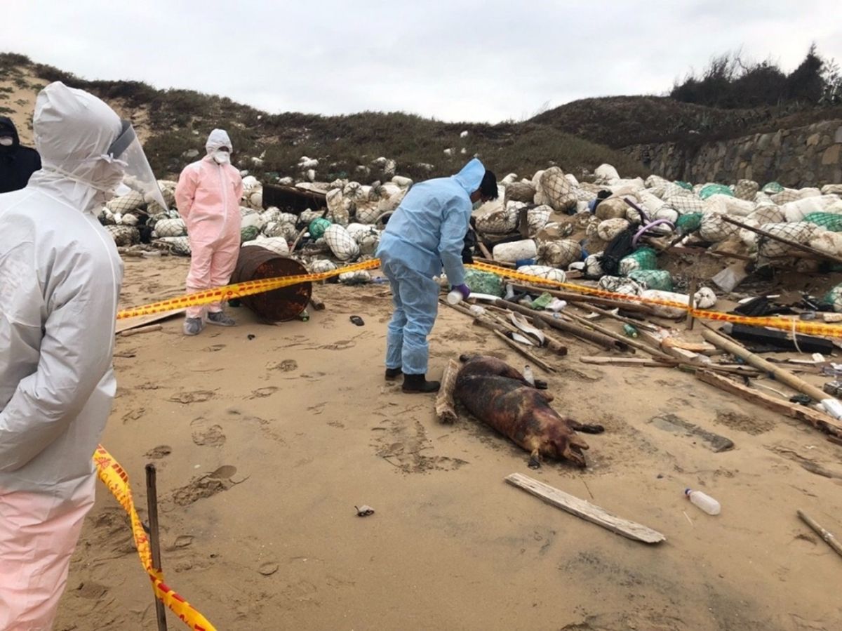 ▲由大陸漂到金門的死豬，證實帶有非洲豬瘟病毒，總統蔡英文今（4日）早上已經啟程前往金門，視察非洲豬瘟及相關防疫措施。 (圖 / 海巡署金門岸巡隊)