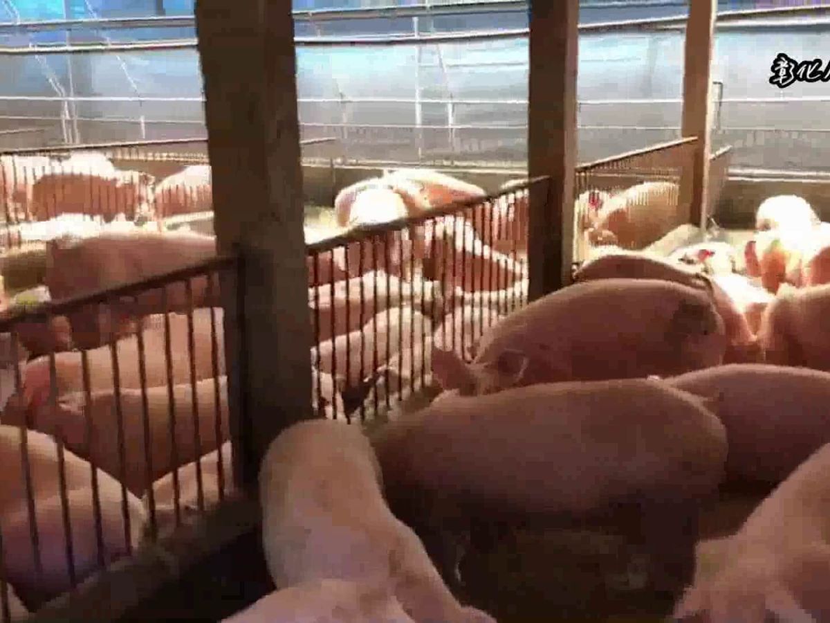 ▲一名男網友表示，與女友交往半年，直到最近才知道對方家裡是「養豬戶」。示意圖與內文無關。（圖／記者陳雅芳攝，2019.01.04）