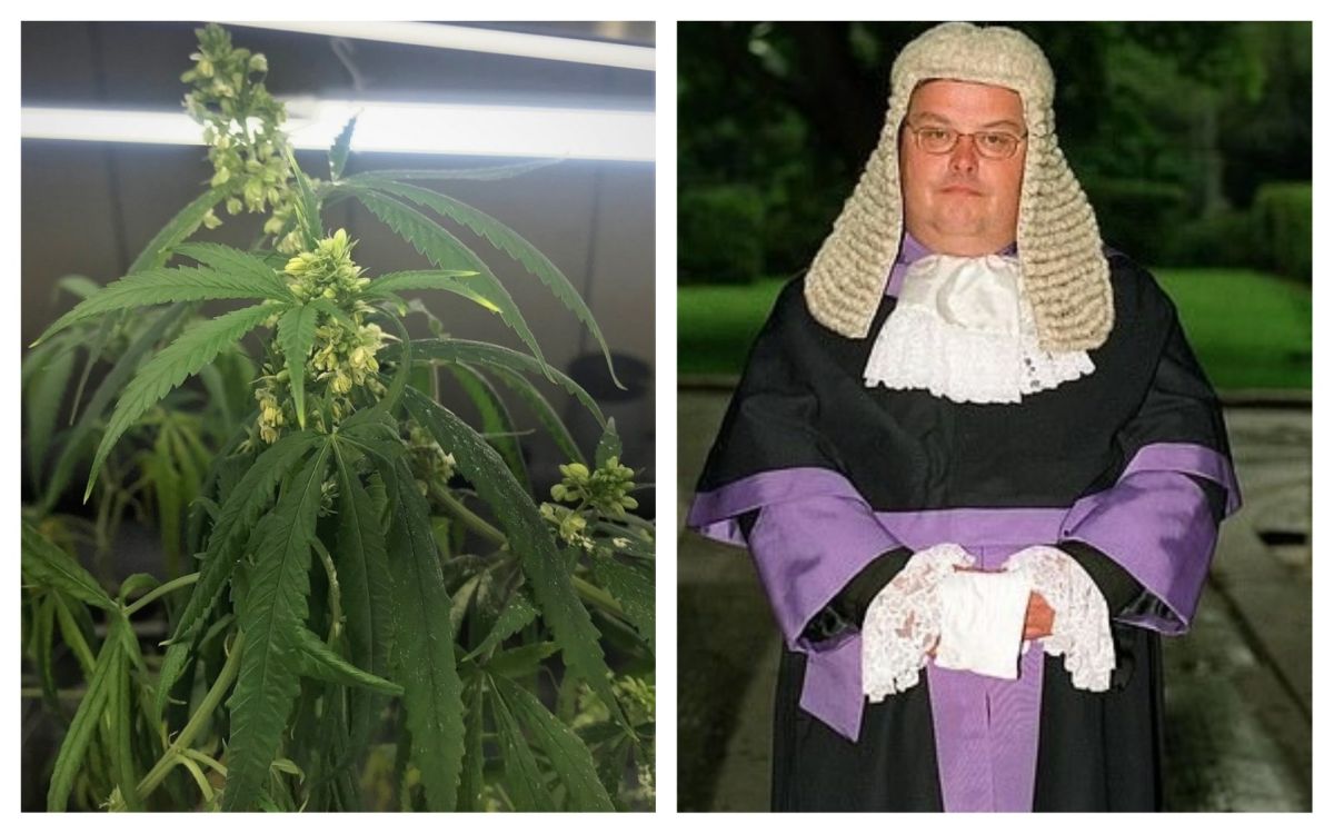 ▲兩位英國大學生販賣大麻被逮，法官判免入監的理由竟是「文法與拼字」造詣深。（圖／左為大麻示意圖,資料照片;右為爭議法官海爾，翻攝自每日郵報）