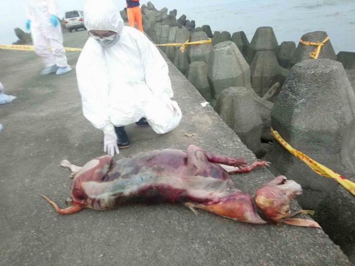 金山海邊傳海漂死豬嚇死人　解剖一看竟然是牠
