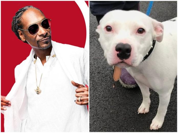 ▲美國饒舌歌手 Snoop Dogg 想領養與自己同名的被遺棄的狗。(圖 / 翻攝自網路)