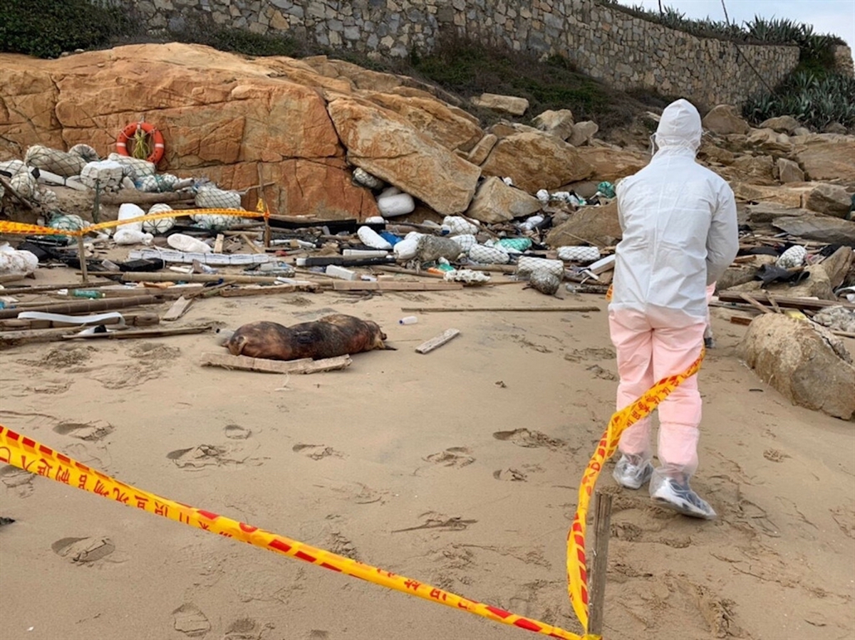 ▲近來「非洲豬瘟」疫情肆虐中國大陸，台灣嚴加防堵，不過日前卻在金門接連發現 2 起漂流死豬，且檢出了首例非洲豬瘟病毒，令全台人心惶惶。（圖／中央社資料圖片／金門岸巡隊提供）