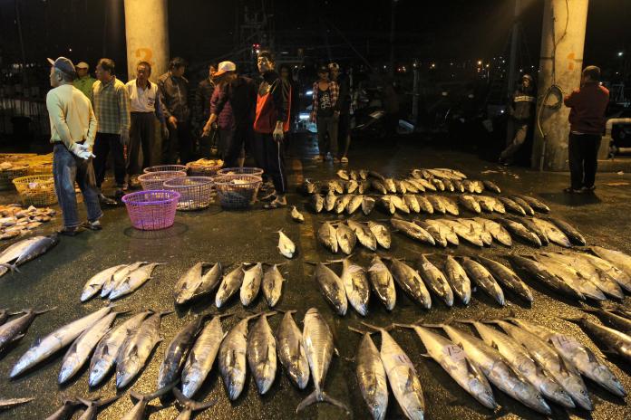 澎湖土魠魚豐收價高　29公斤土魠王現身東嶼坪海域
